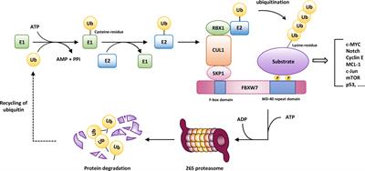 FBXW7 and the Hallmarks of Cancer: Underlying Mechanisms and Prospective Strategies